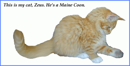 Zeus the Maine Coon is my cat